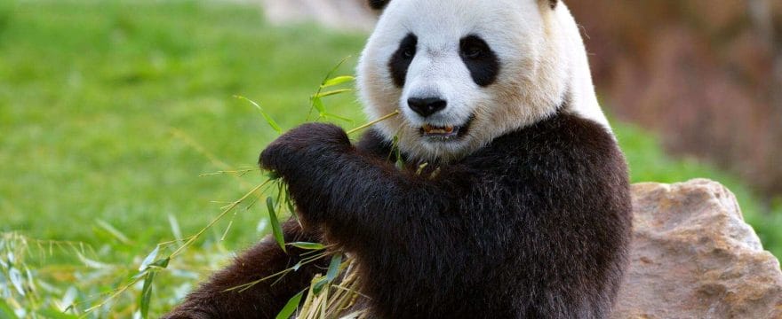 12 techniques utiles de manipulation de données avec la librairie Pandas